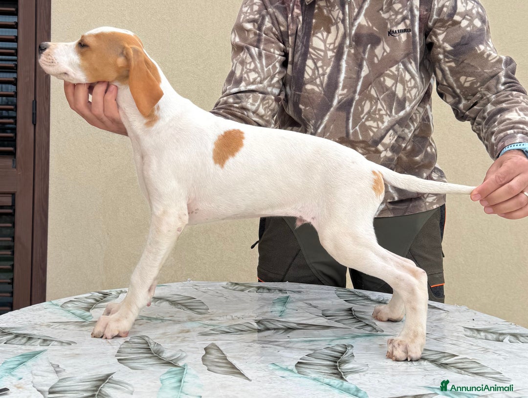 Pointer cani in vendita: Pointer inglese in prov di Ragusa - Annuncio 3
