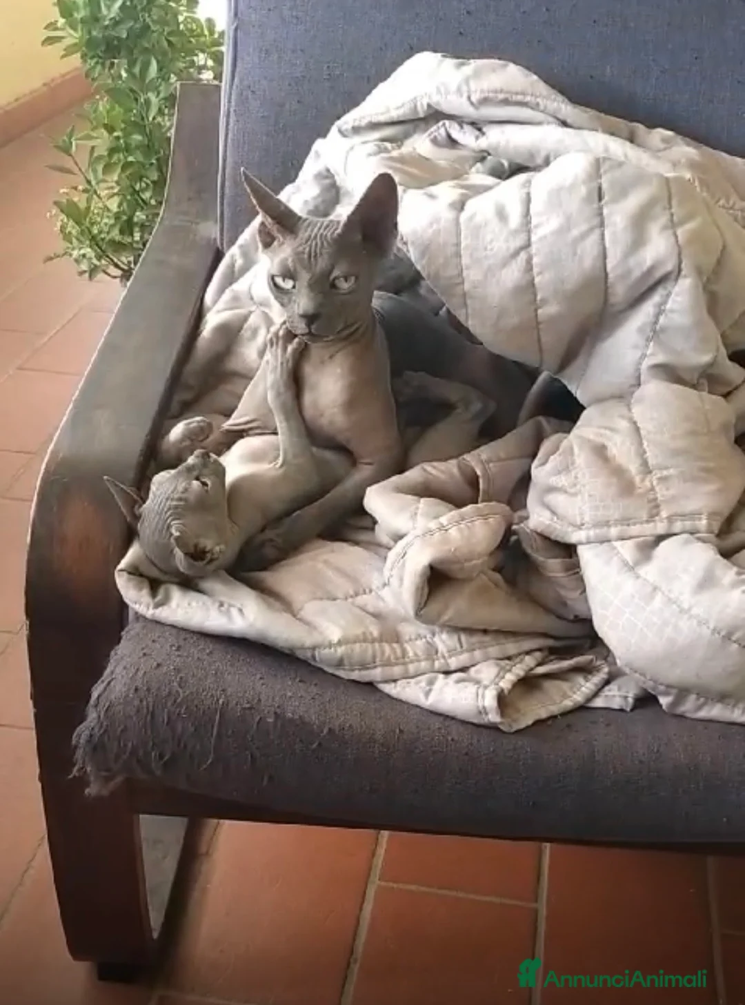 Sphynx gatti in vendita: Cuccioli di sphynx con pedigree  - Annuncio 7