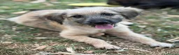 Meticcio cani in regalo: MARLENE, cucciola timidina. TG PICCOLA - Annuncio 5
