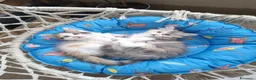 Siberiano gatti in vendita: Gattina Siberiana con PEDIGREE a Città Metropolitana di Bologna - Annuncio 2