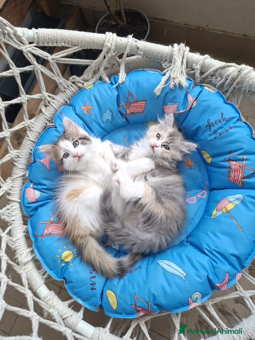 Siberiano gatti in vendita: Gattina Siberiana con PEDIGREE a Città Metropolitana di Bologna - Annuncio 2