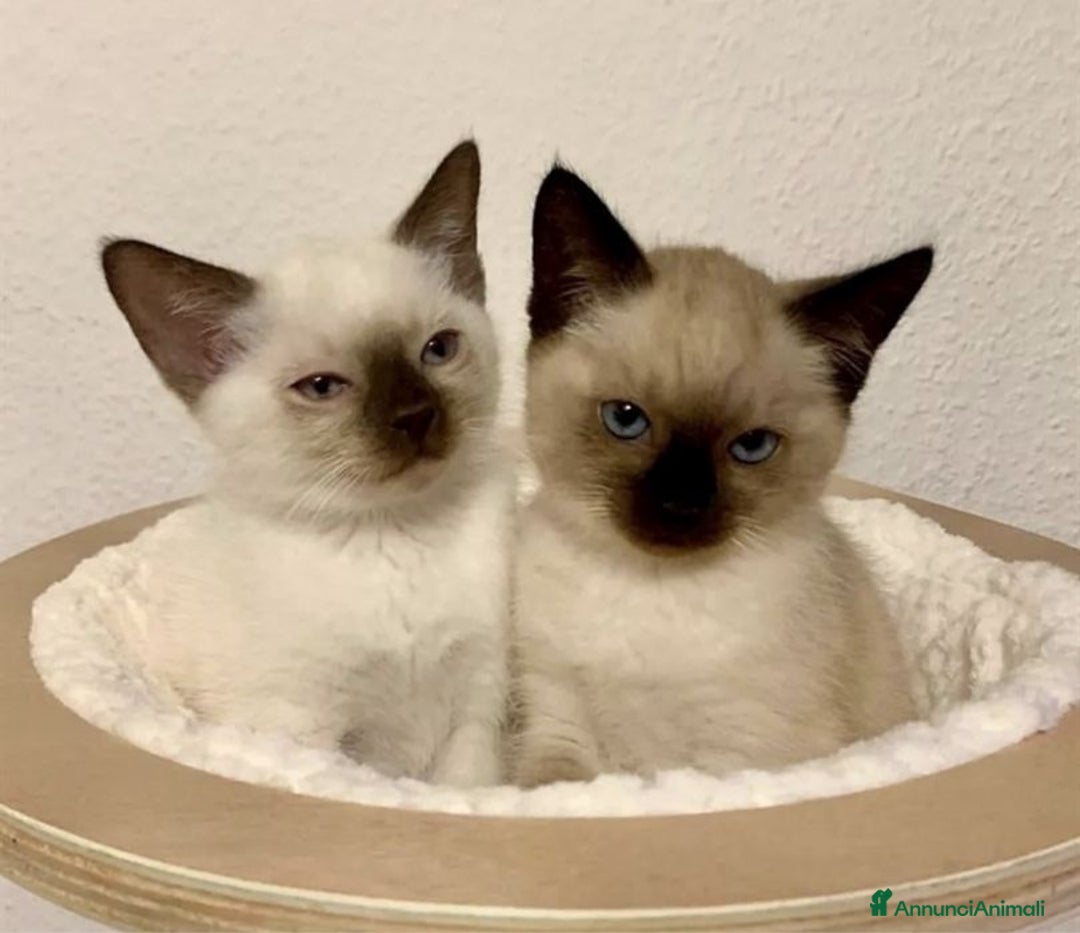 Siamese gatti in vendita: Siamese  - Annuncio 2