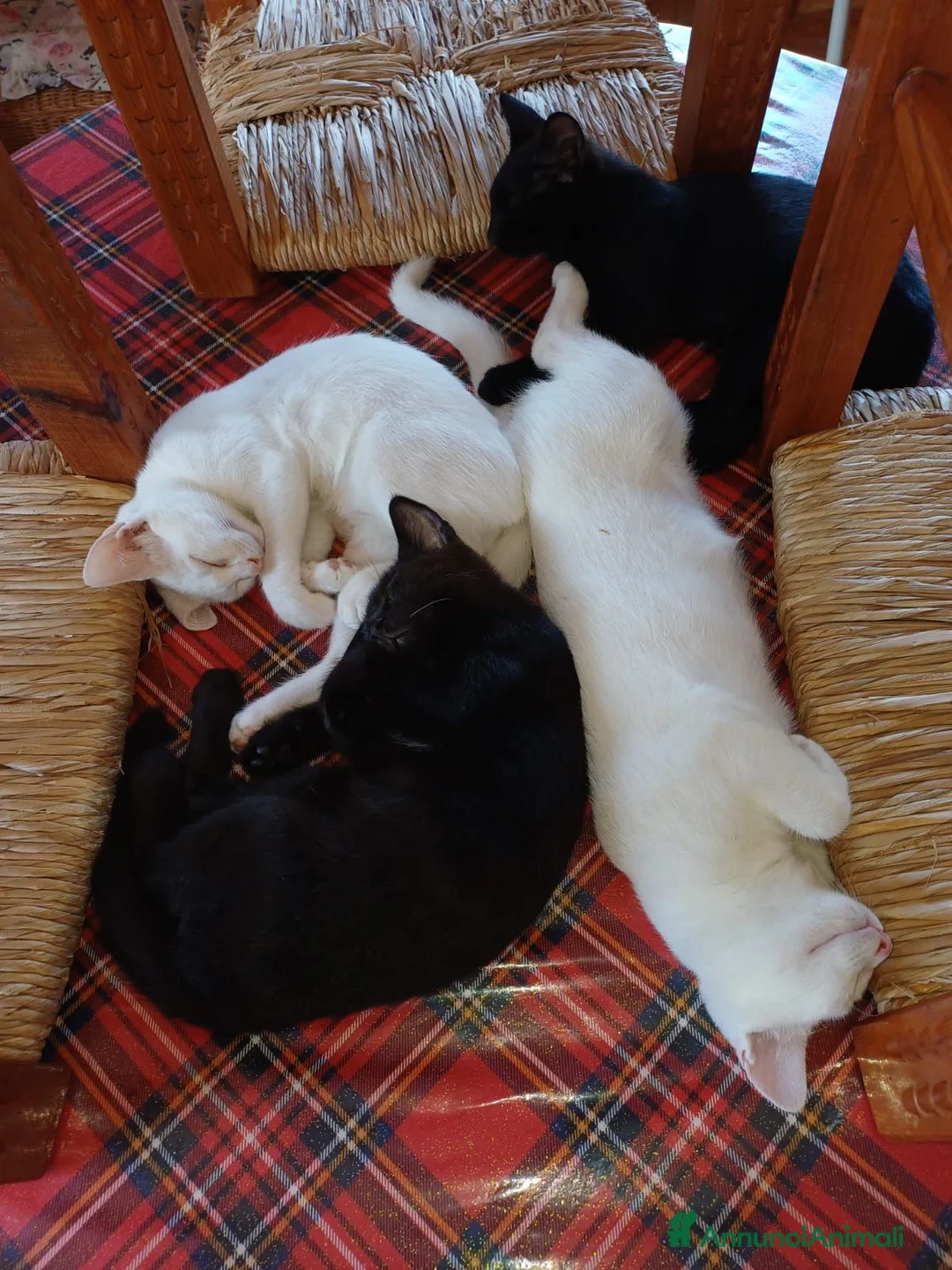 Europeo gatti in regalo: GATTINO ROSSO - Annuncio 2