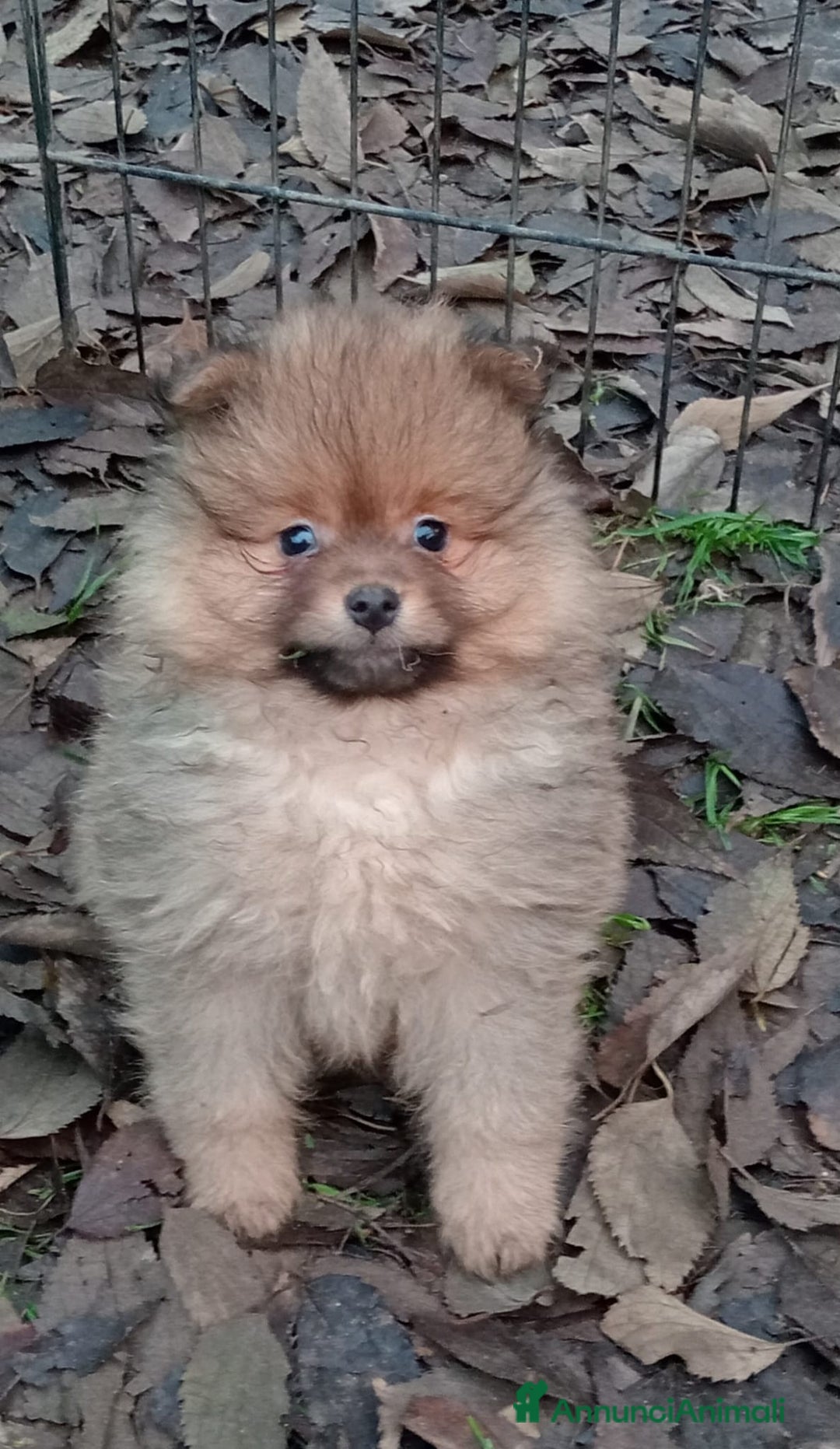 Spitz cani in vendita: Cuccioli Spitz Piccolo  - Annuncio 1