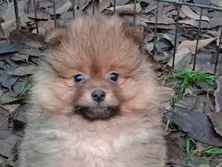 Spitz cani Cuccioli Spitz Piccolo - Annuncio 2