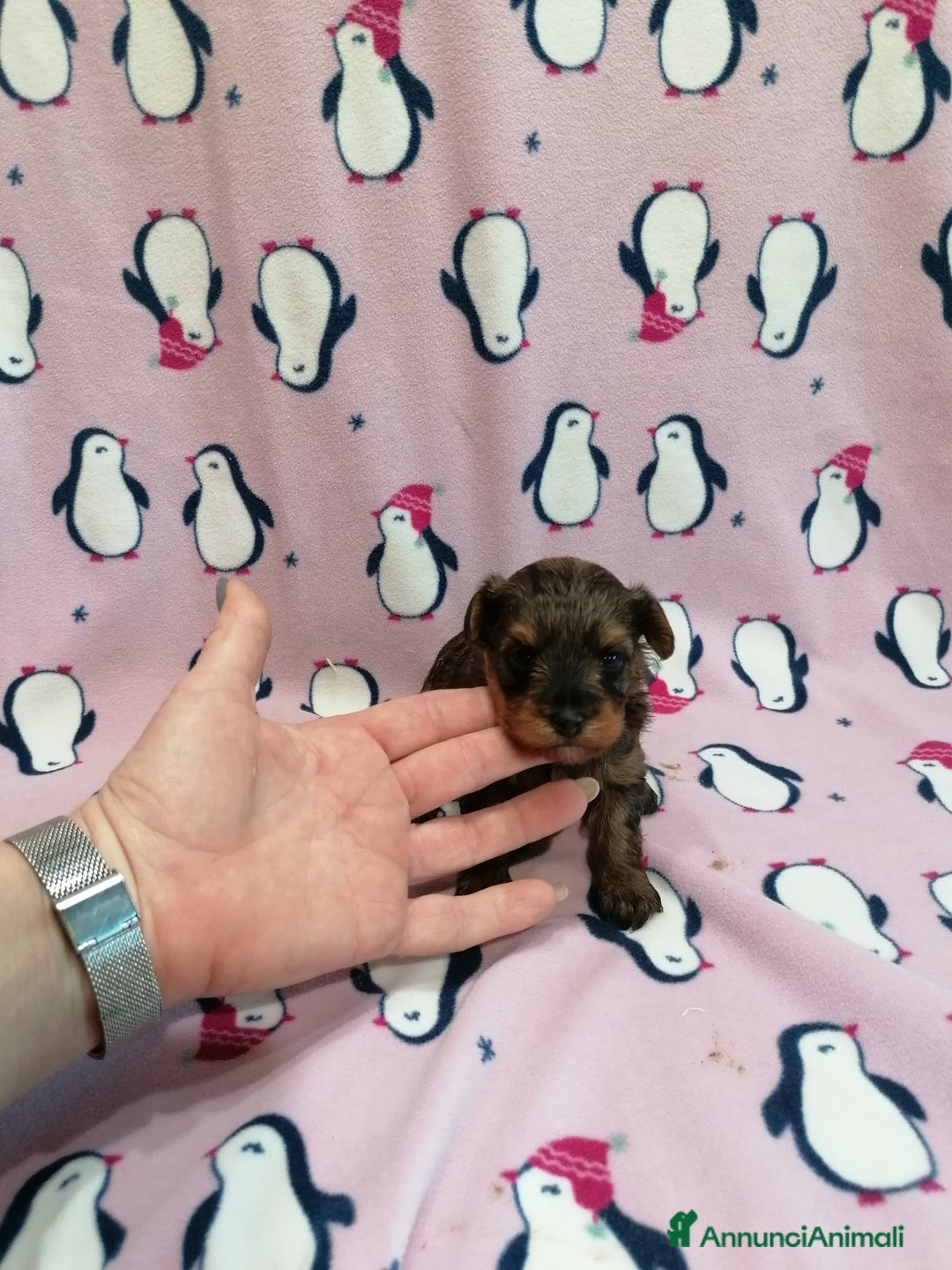 Meticcio cani in vendita: Yorkiepoo cuccioli - Annuncio 3