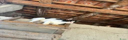Meticcio gatti in regalo: Gattini - Annuncio 6