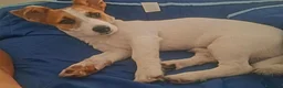 Jack Russell cani in regalo: Regalo cucciolo. a Città Metropolitana di Bari - Annuncio 3
