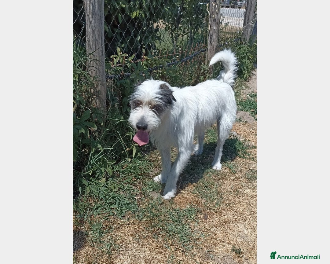 Meticcio cani in regalo: Cirillo, bellissimo mix spinone in canile a Latina - Annuncio 3