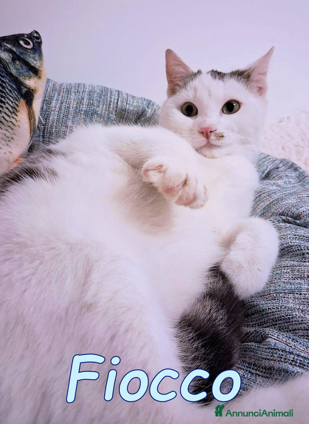 Europeo gatti in regalo: FIOCCO UN GATTINO DOLCISSIMO - Annuncio 2