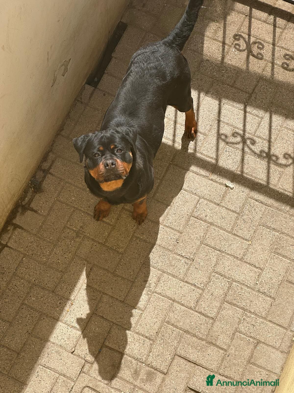 Rottweiler cani Cuccioli rottweiler  - Annuncio 8