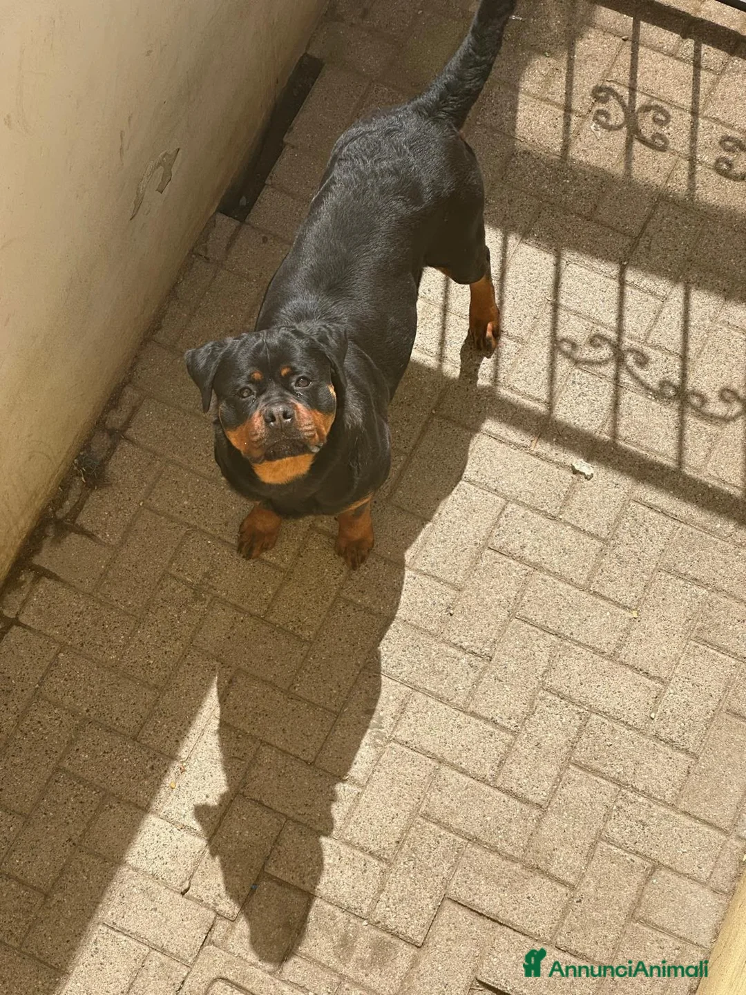 Rottweiler cani in vendita: Cuccioli rottweiler  - Annuncio 1