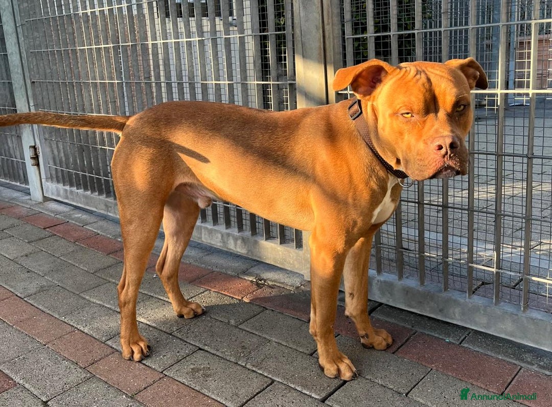 Meticcio cani in regalo: NILO CERCA CASA - Annuncio 2