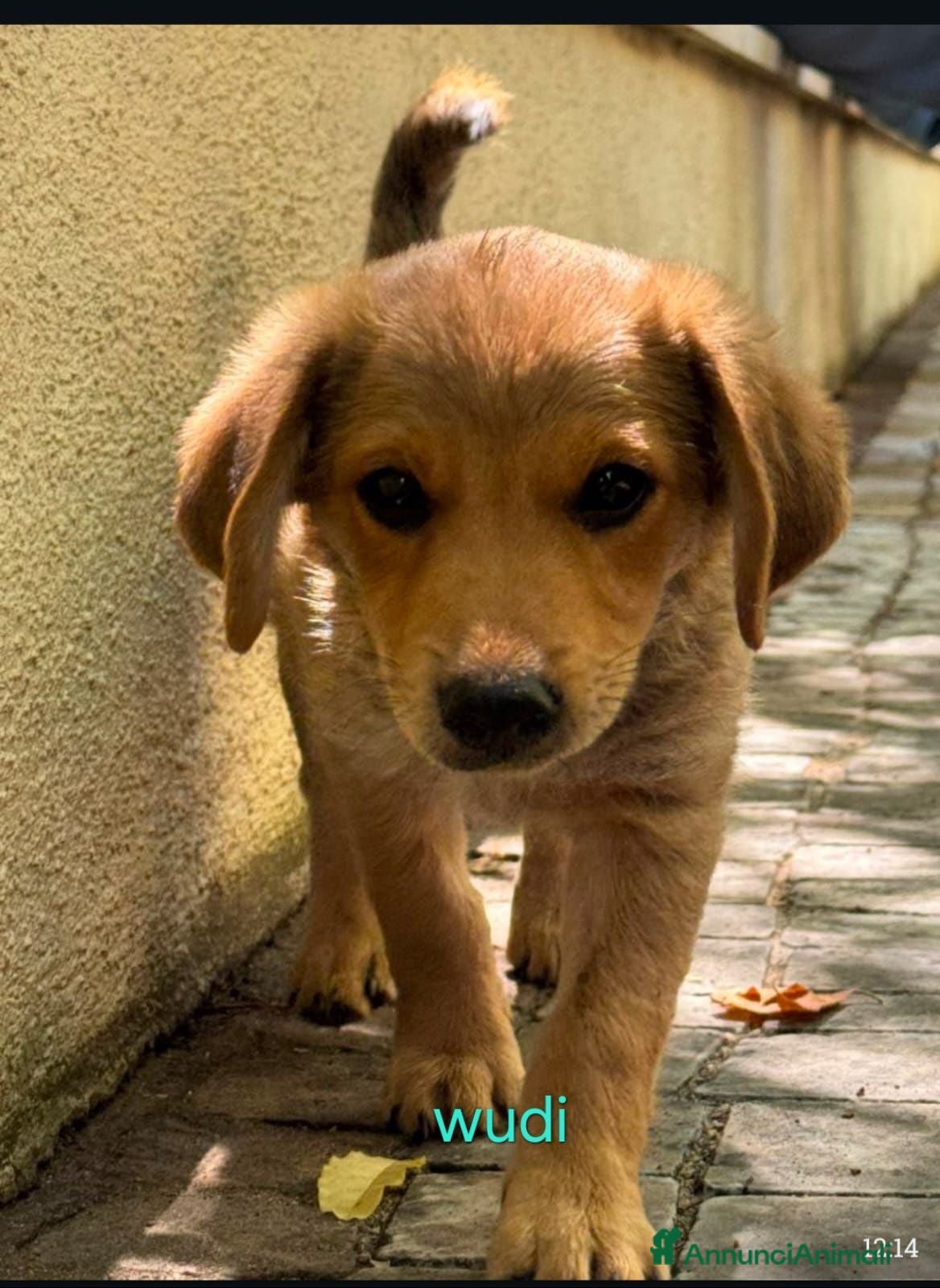 Meticcio cani Cuccioli di taglia media piccola  - Annuncio 23