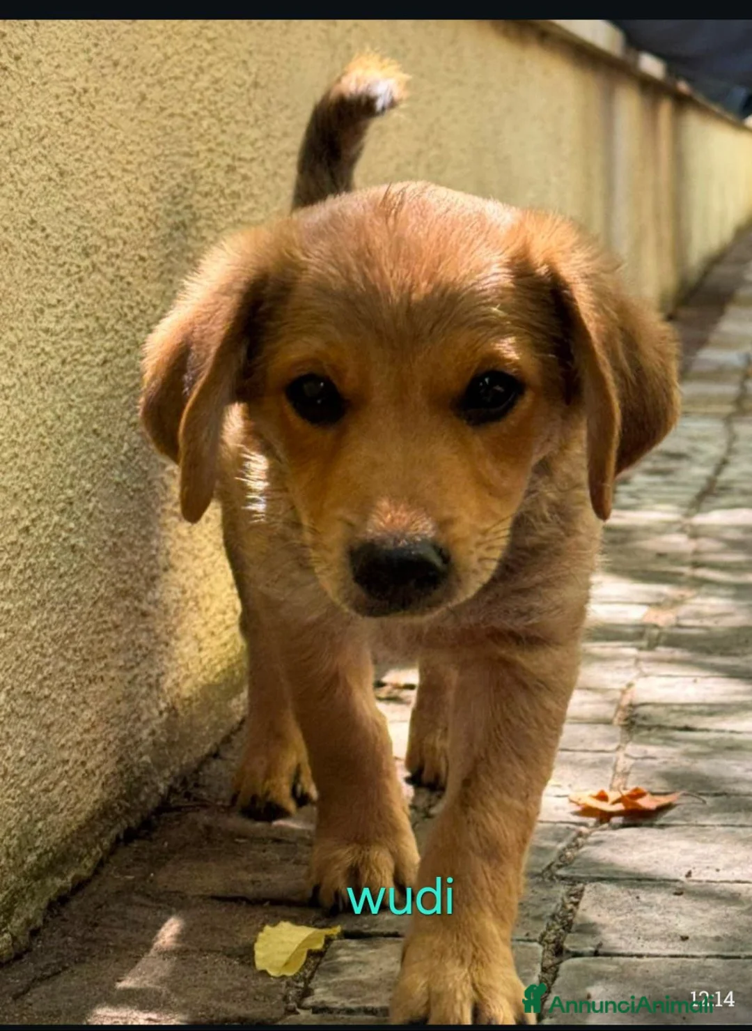 Meticcio cani in regalo: Cuccioli di taglia media piccola  - Annuncio 1