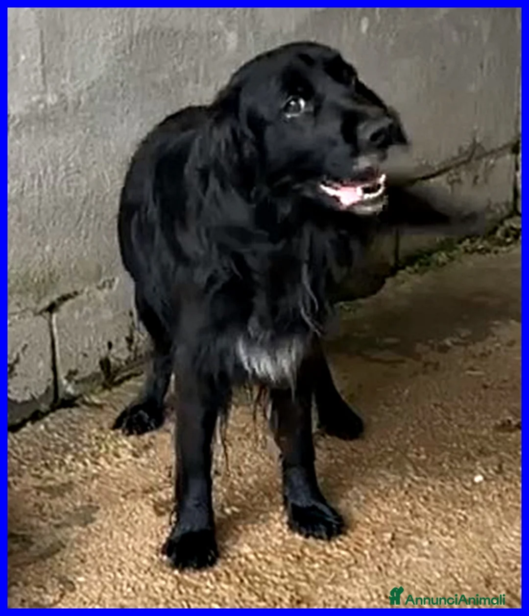 Meticcio cani in regalo: ROC 8anni circa  cerca un po' d'amore a Città Metropolitana di Torino - Annuncio 5