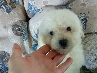 Maltipoo cani MALTIPOO TOY a Città Metropolitana di Torino - Annuncio 1