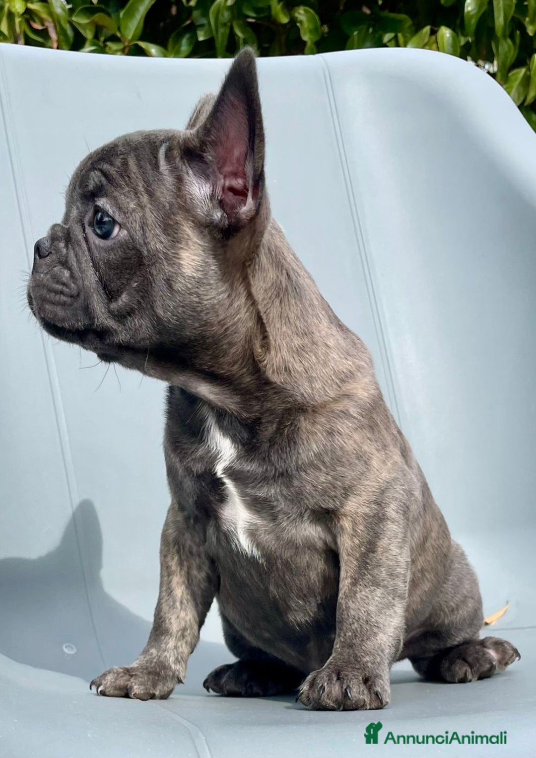 Bulldog Francese cani in vendita: Buldoghina francese, piccola e bella! - Annuncio 5