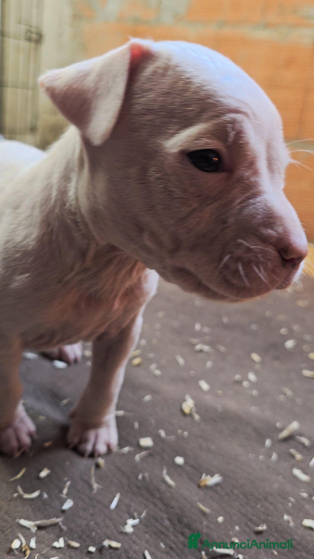 American Staffordshire cani in vendita: Cuccioli Amstaff  - Annuncio 15