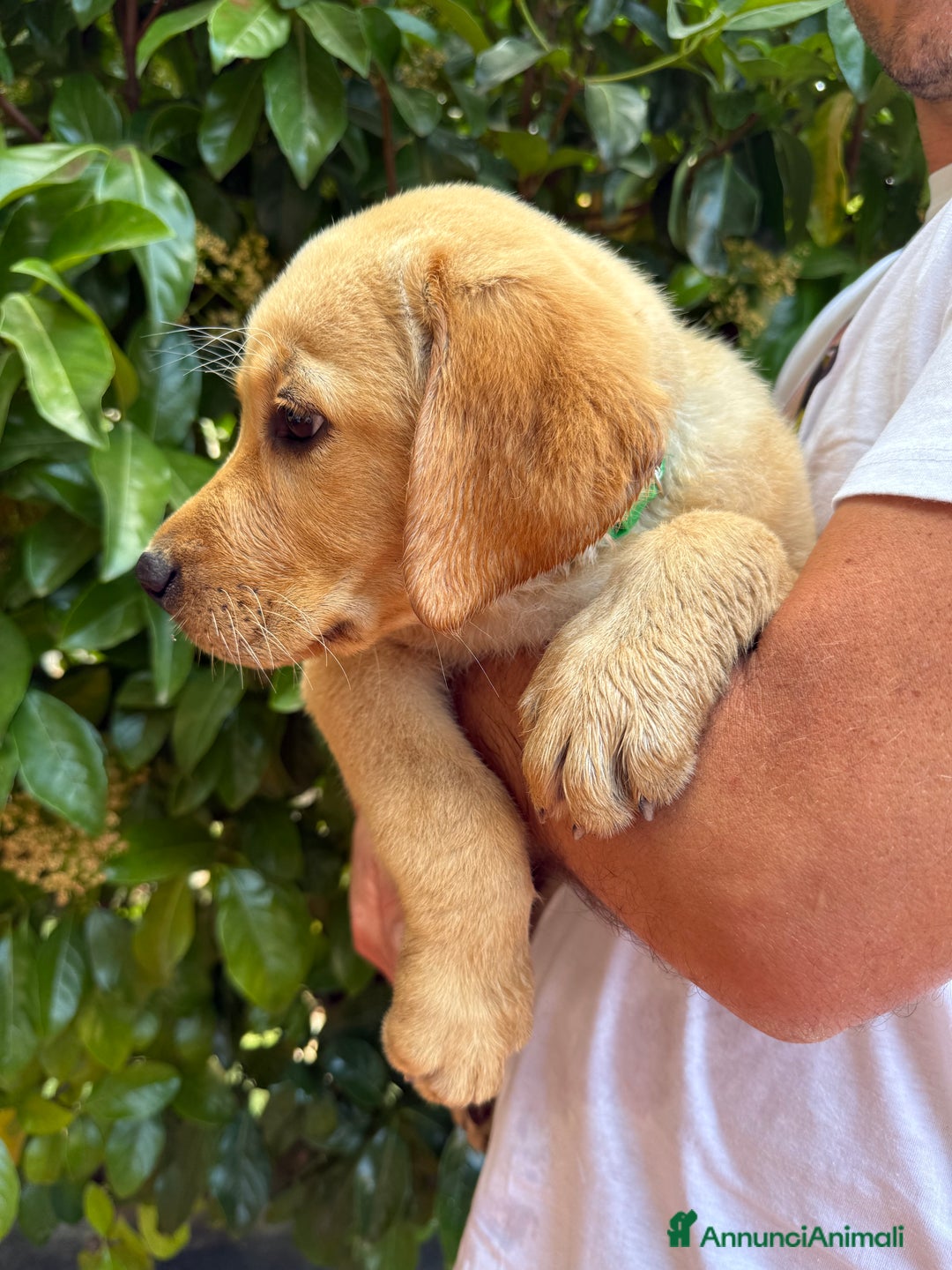 Labrador cani in vendita: Labrador miele  - Immagine 2