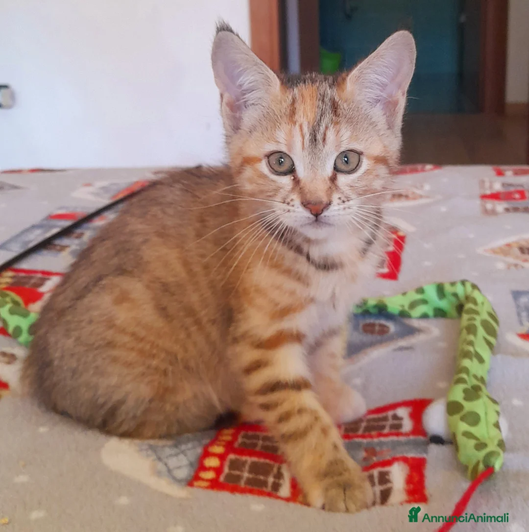 Maine Coon gatti in vendita: Gattina disponibile  - Annuncio 5
