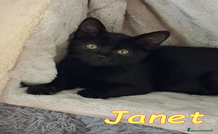 Europeo gatti - Annuncio 7