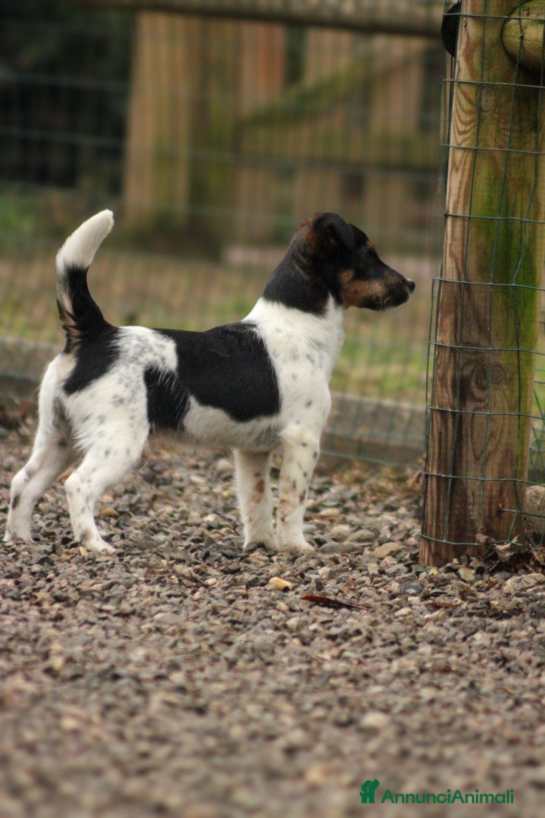 Jack Russell cani in vendita: Cuccioli jack Russell  - Annuncio 7