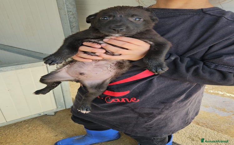 Meticcio cani Gelso: 2 mesi taglia piccola  - Annuncio 17