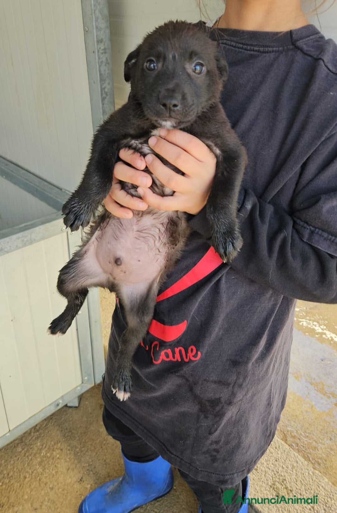 Meticcio cani in regalo: Gelso: 2 mesi taglia piccola  - Annuncio 2