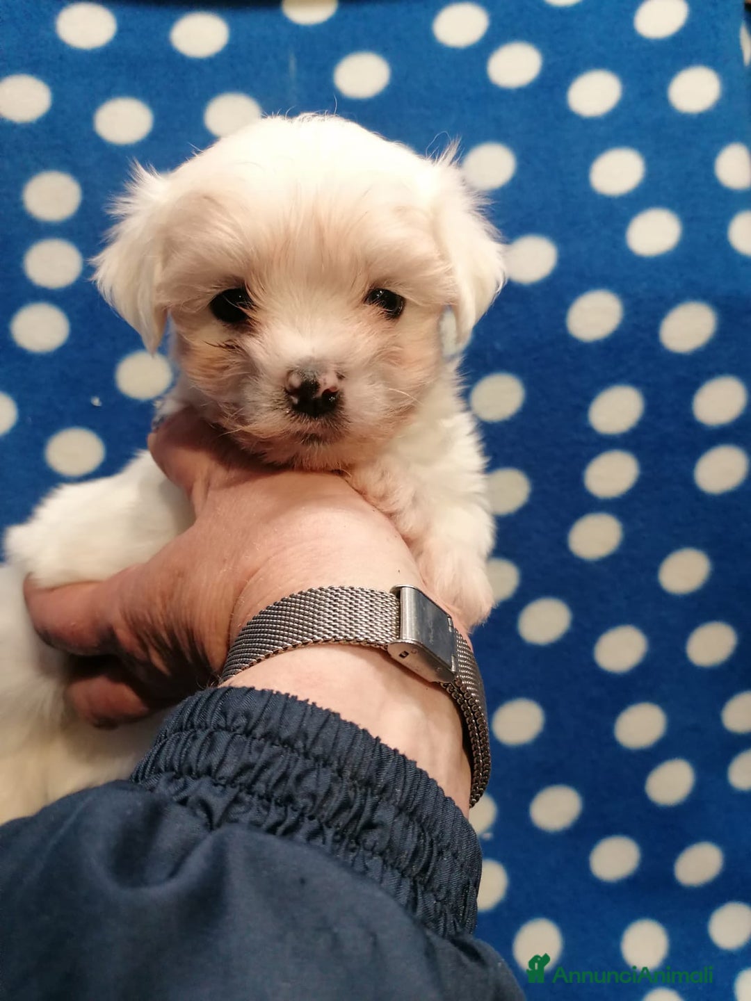 Maltese cani in vendita: Maltese cuccioli - Annuncio 4