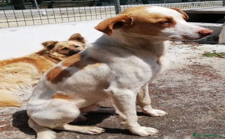 Meticcio cani - Annuncio 2