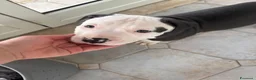 Pitbull cani in vendita: Cuccioli pitbull  - Annuncio 9