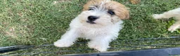 Jack Russell cani in vendita: Jack Russell terrier pelo ruvido  - Annuncio 9