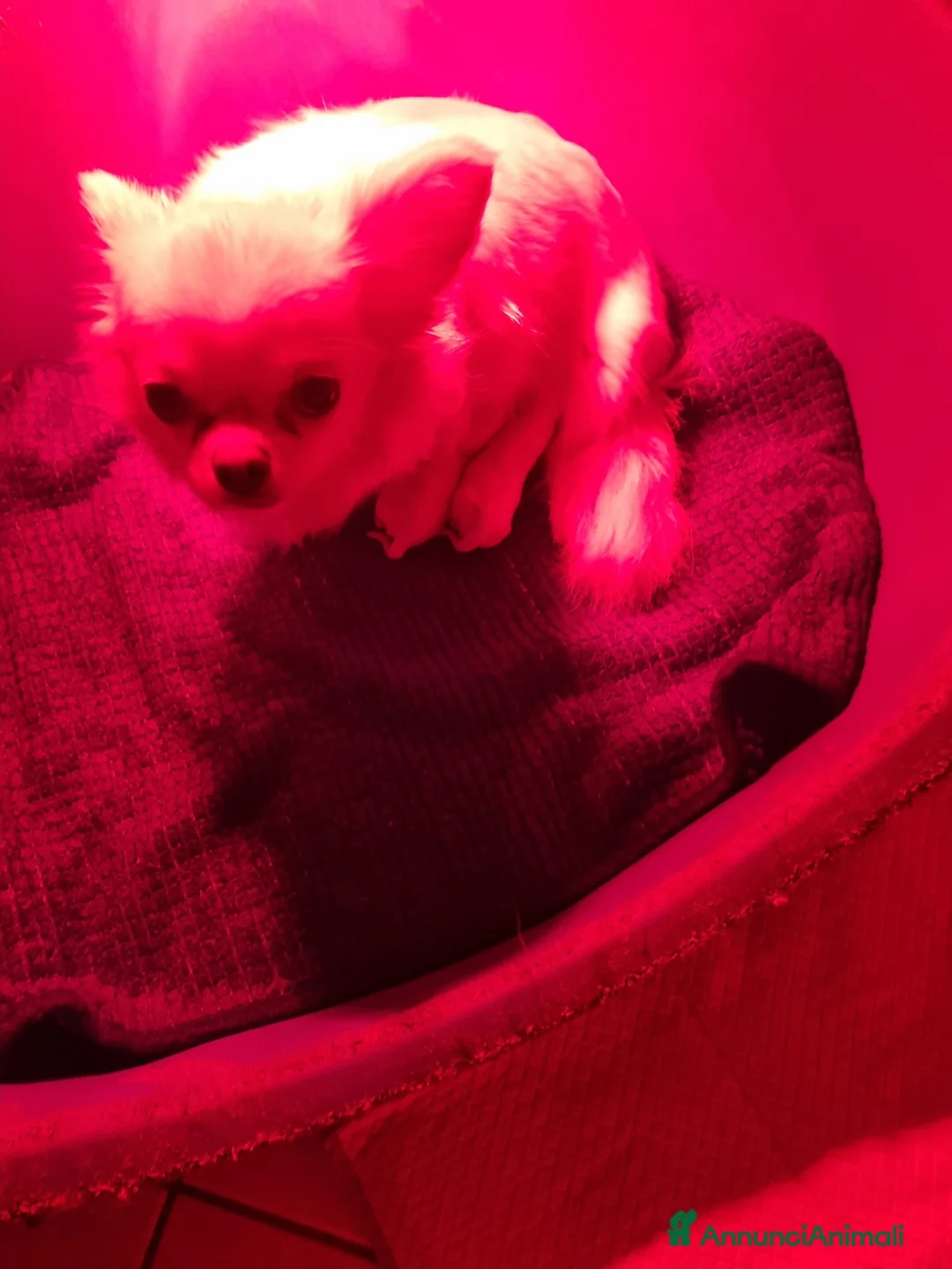 Chihuahua cani in vendita: Cuccioli di chihuahua piccolissimi  - Annuncio 9