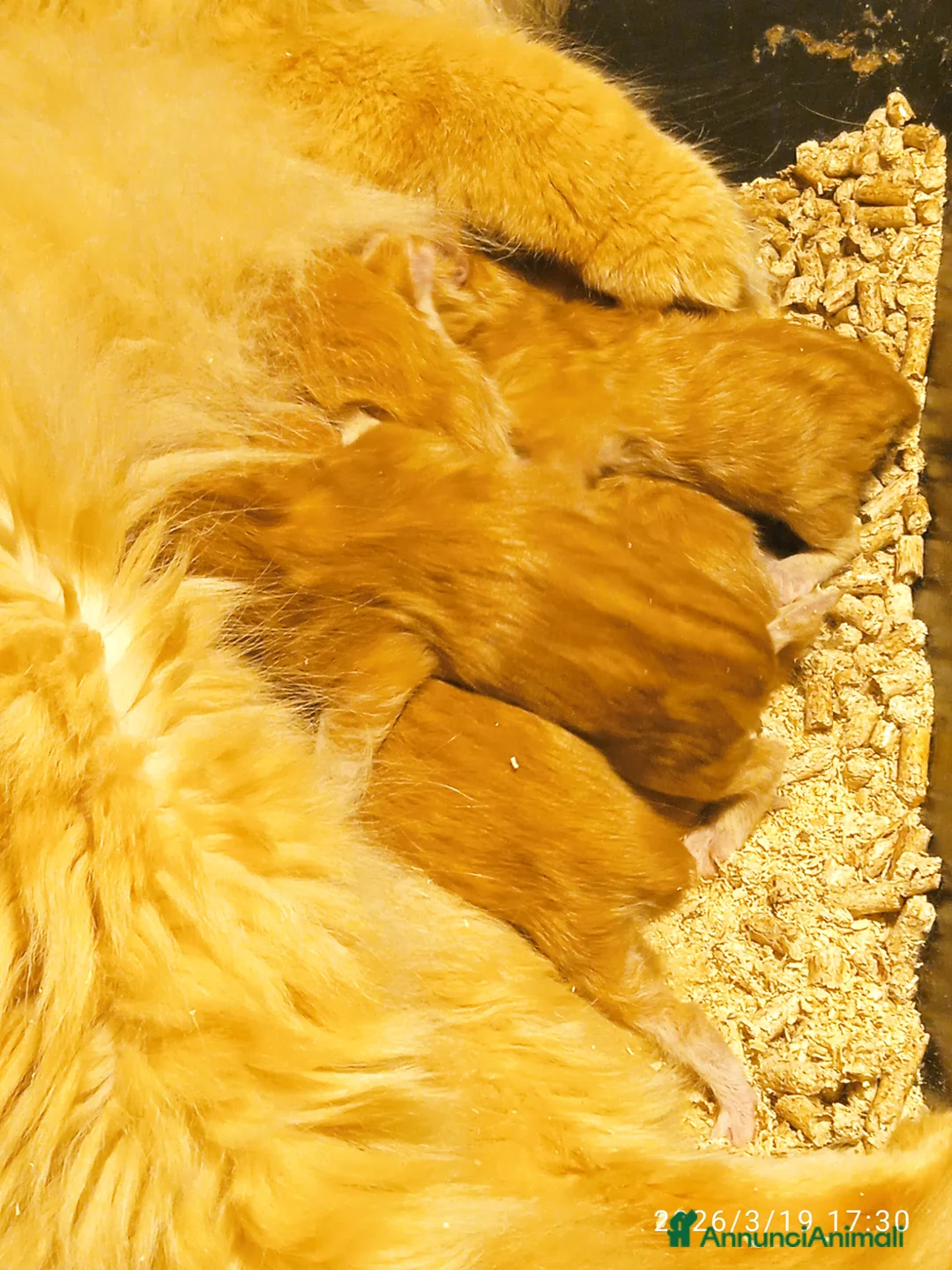 Maine Coon gatti in vendita: Maine coon con pedigree  - Annuncio 2