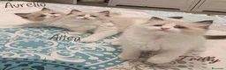 Ragdoll gatti in vendita: Cucciola ragdoll pedigree Afef  - Annuncio 9