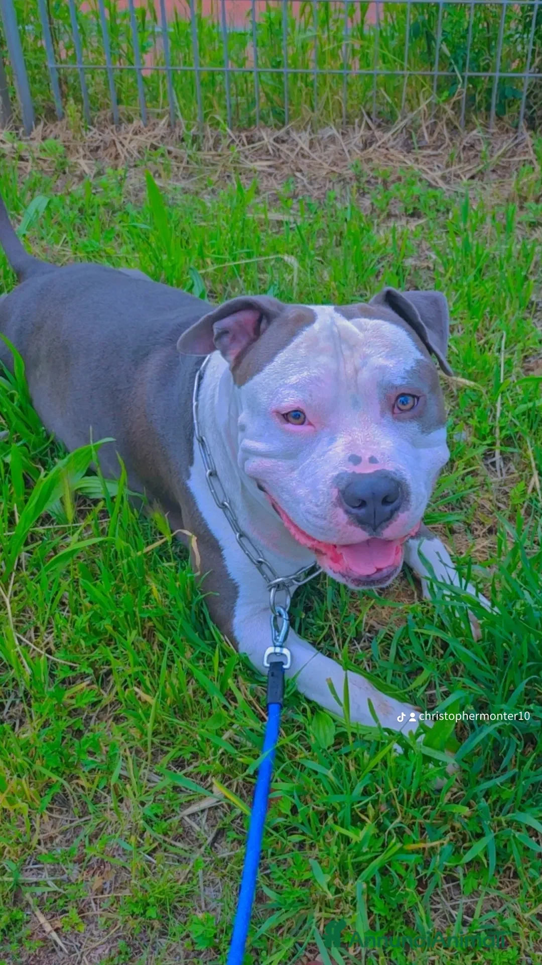 Pitbull cani per accoppiamento: Monta - Annuncio 33