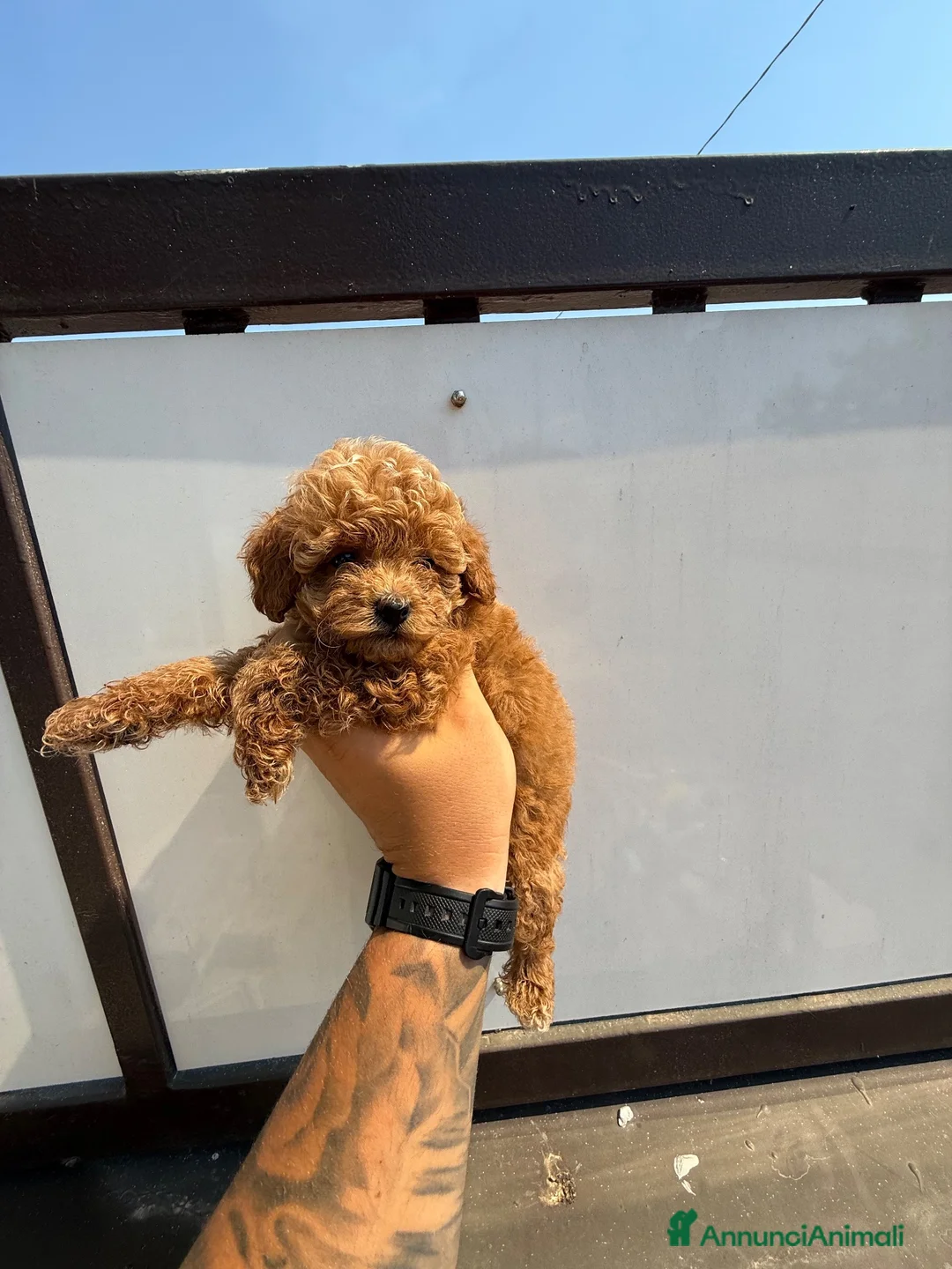 Barboncino Toy cani in vendita: Cuccioli barboncino toy red a Città Metropolitana di Bari - Annuncio 4