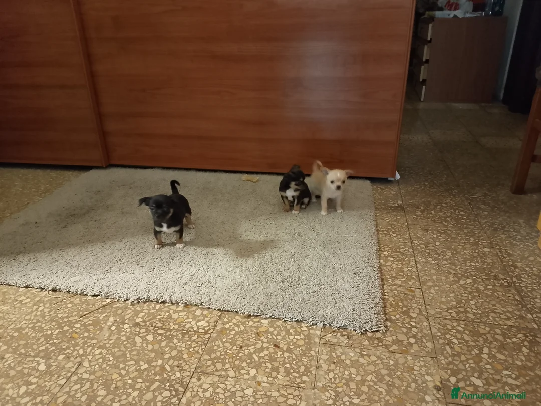Chihuahua cani in vendita: Vendita  - Annuncio 2