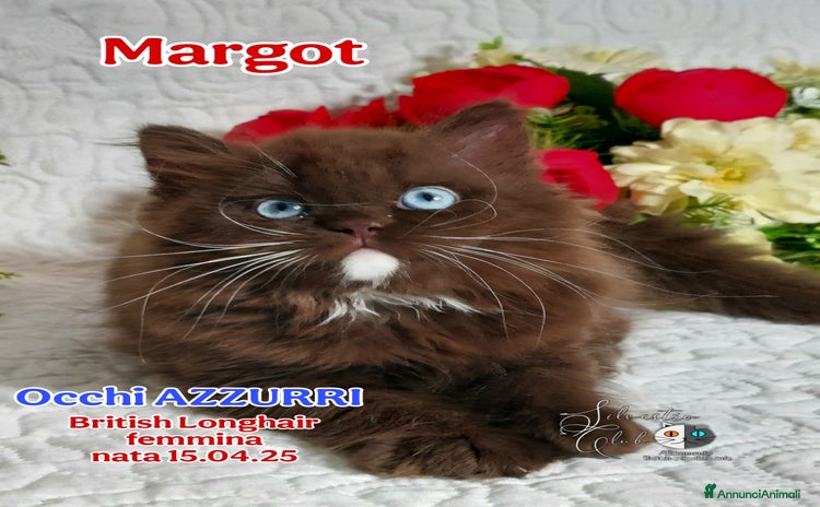 British gatti a Provincia di Pavia - Annuncio 2