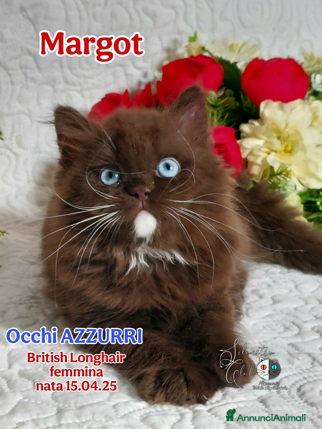 British gatti in vendita: British  / Scottish occhi AZZURRI  a Provincia di Pavia - Immagine 1