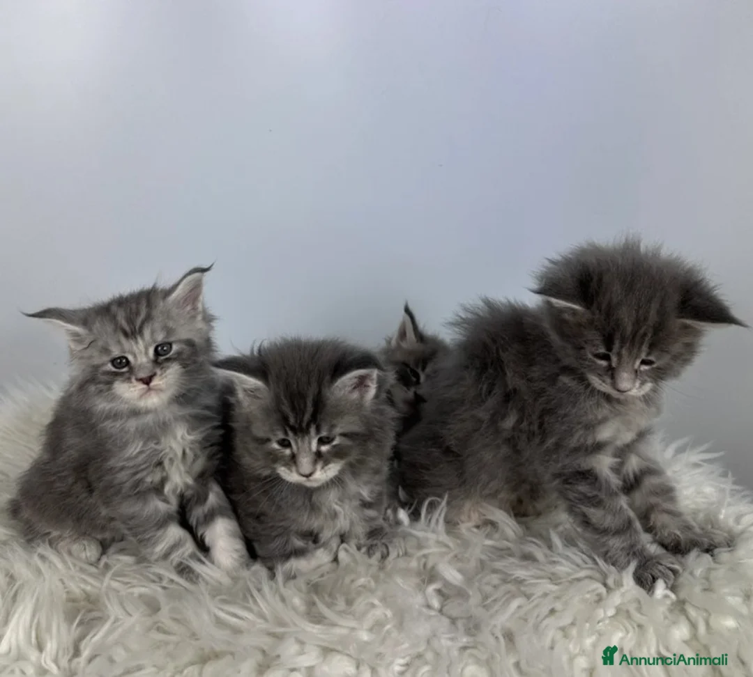 Maine Coon gatti in vendita: 6 splendidi gattini Maine Coon di razza pura - Annuncio 6
