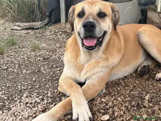 Meticcio cani JACK TANTI ANNI IN UN CANILE DEL SUD, IN ADOZIONE - Annuncio 5