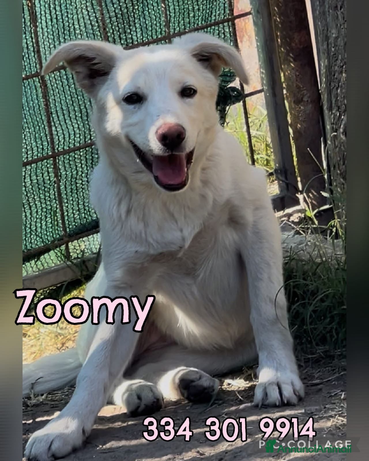 Meticcio cani ZOOMY 🩷 - cucciola trovata in strada tremante 🥺 - Annuncio 31