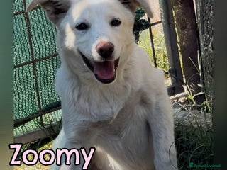 Meticcio cani ZOOMY 🩷 - cucciola trovata in strada tremante 🥺 - Annuncio 21