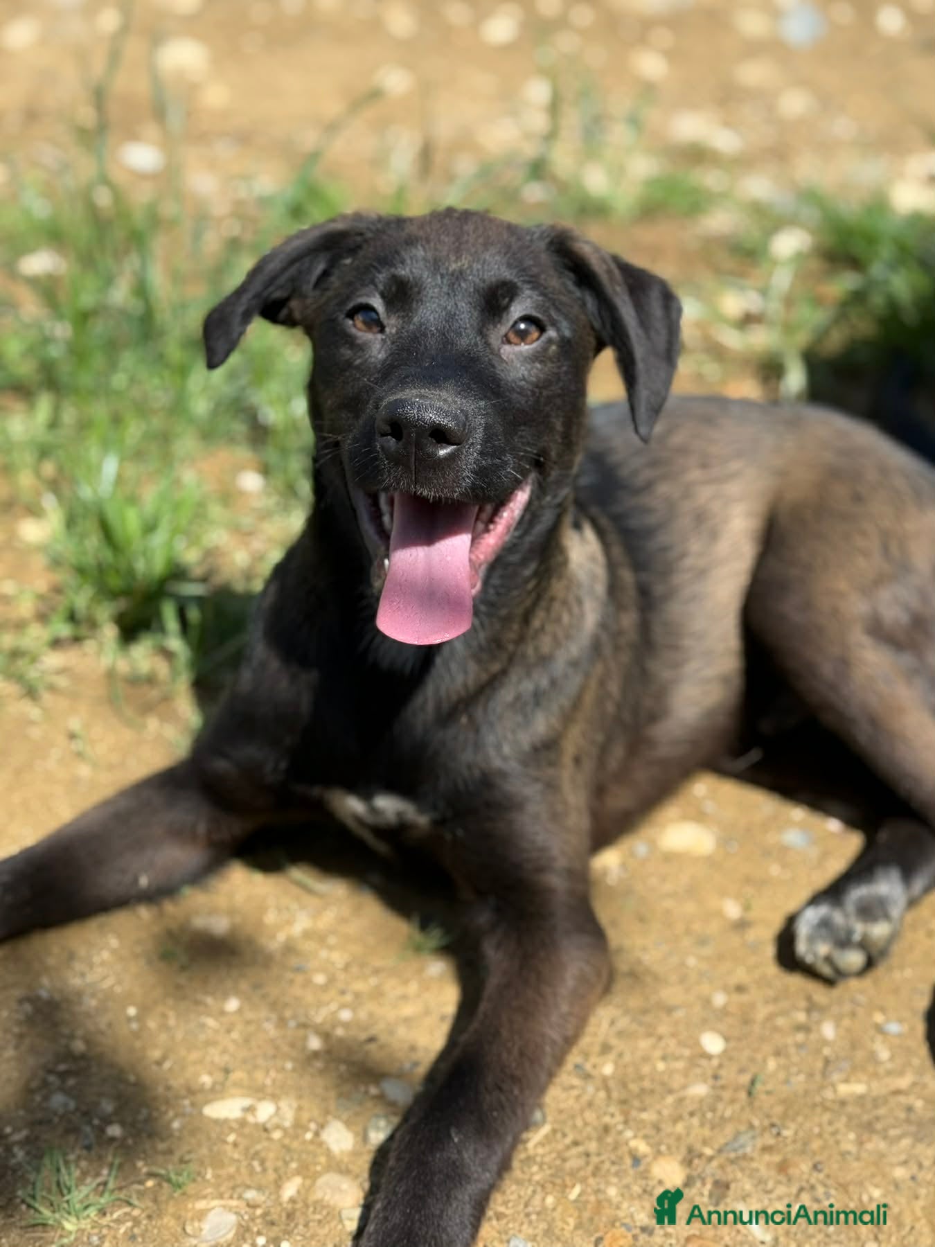 Meticcio cani in regalo: SILVER & STEEL, cuccioli dal manto argenteo!  - Annuncio 8
