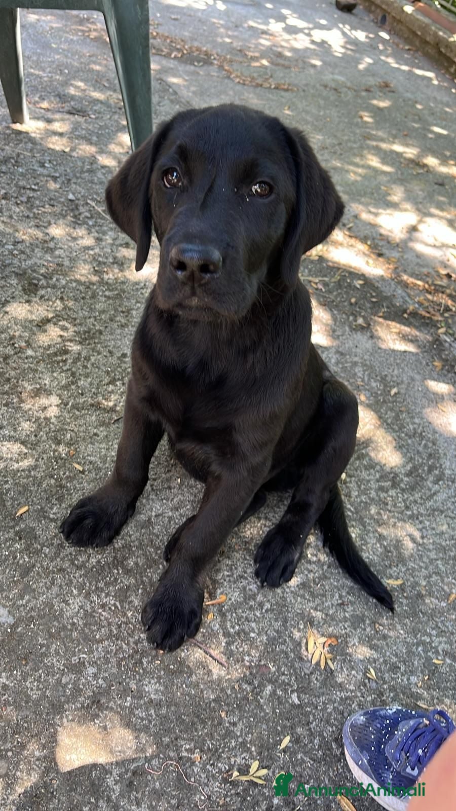 Labrador cani Cucciolo di Labrador Retriever  - Annuncio 7