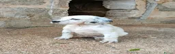 Setter Inglese cani in vendita: Setter inglese  - Annuncio 7