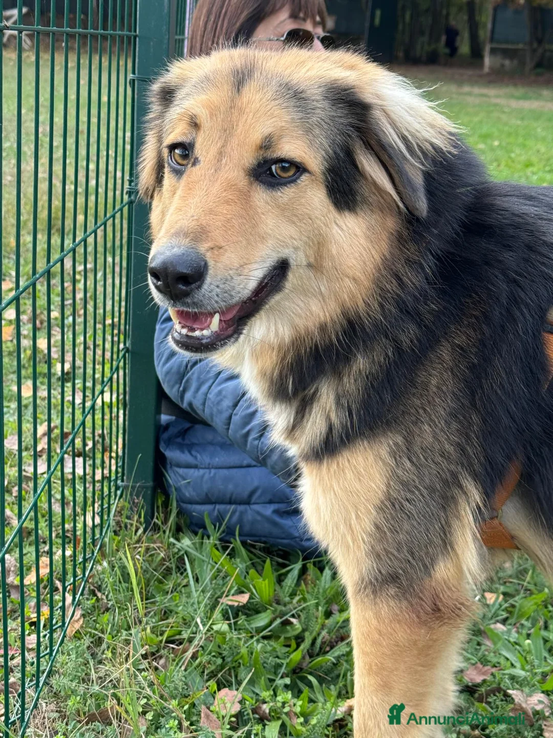 Meticcio cani in regalo: Splendido meticcio Milou a Città metropolitana di Milano - Annuncio 3