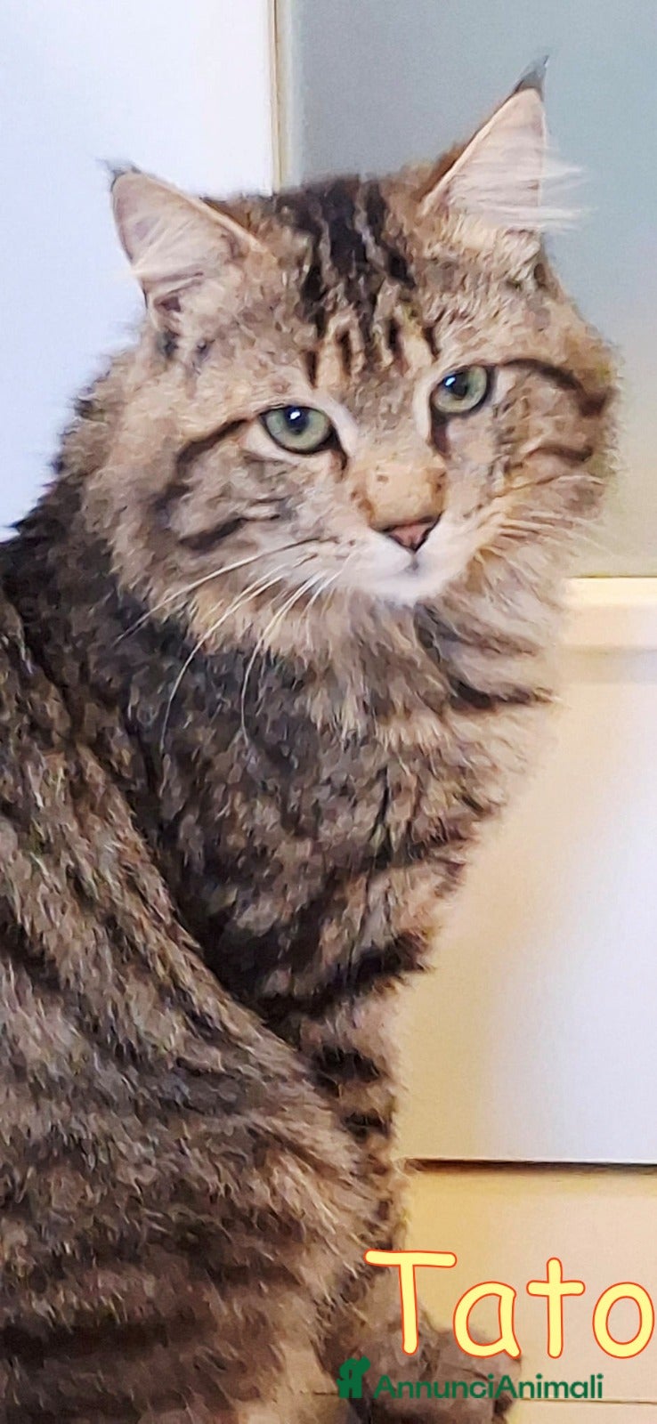Europeo gatti Tato simil maincoon 10 mesi Roma  - Annuncio 1